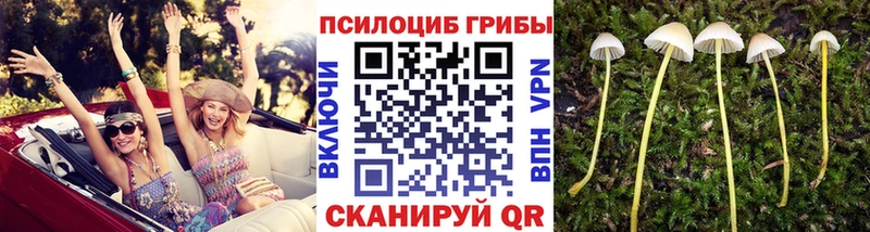 Псилоцибиновые грибы мицелий Изобильный